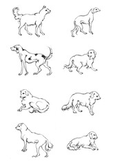 Doodle Cartoon dog illustration set in different poses. Cute sitting, running and lying vector dog isolated on white background