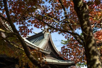 Autumn Leaves in Japan.