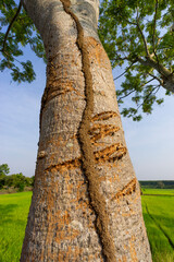 Naklejka premium Tropical tree barks showing textures and patterns used for identification protection from weather and animals 