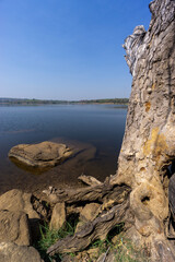 Tropical tree barks showing textures and patterns used for identification protection from weather and animals
