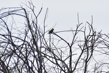 branches of a tree