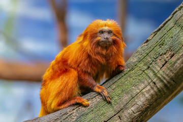 Golden Lion Tamarin is a small monkey with beautiful orange fur and mane