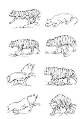 8 tiger and lion drawn with ink from the hands
