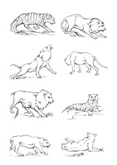 8 tiger and lion drawn with ink from the hands