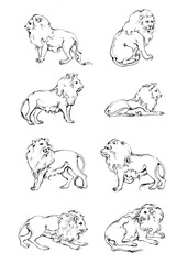 8 tiger and lion drawn with ink from the hands