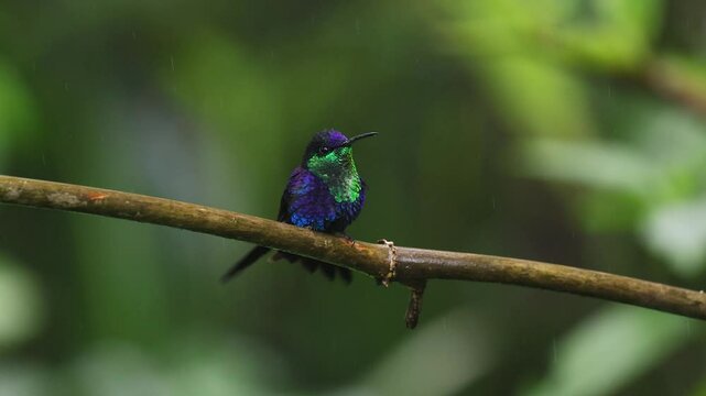 A hummingbird in Costa Rica