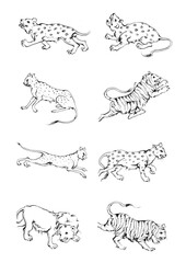 8 tiger and lion drawn with ink from the hands