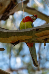 Eastern Rosella in a gum tree