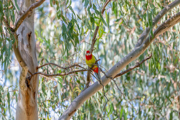 Eastern Rosella in a gum tree