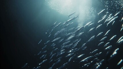 Naklejka premium A realistic underwater view of a school of sardines swimming in perfect formation, natural lighting 
