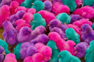 A vibrant cluster of colorful dyed chicks in shades of purple, pink, and teal. Perfect for unique, playful, and eye-catching animal-themed content or artistic projects