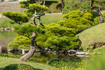 Japanese Ornamental Garden.