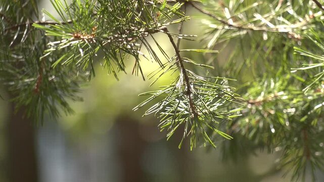 Blooming evergreen pine tree with pine cones.  Spruce branch with green cones.
