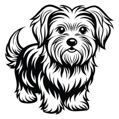 vector maltese