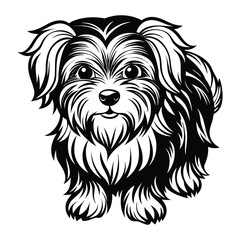 vector maltese