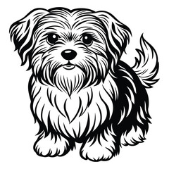 vector maltese