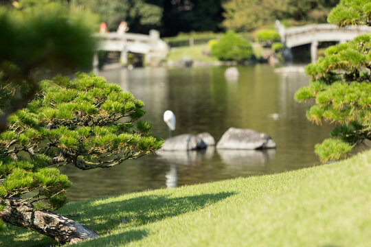 Japanese Ornamental Garden.