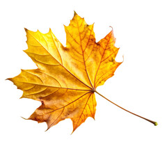 flying on wind yellow realistic fall leaf isolated on transparent background

