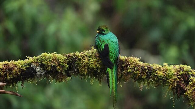 A resplendent quetzal in Costa Rica