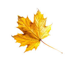 Obraz premium flying on wind yellow realistic fall leaf isolated on transparent background