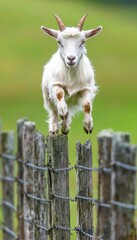 A goat leaps over a wooden fence in a green pasture, showcasing playful animal behavior.