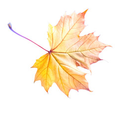 Fototapeta premium flying on wind yellow realistic fall leaf isolated on transparent background