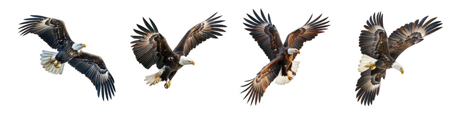 Obraz premium PNG Majestic Bald Eagles in Flight Isolated on White Background - Realistic Wildlife Bird Illustrations for Design Projects