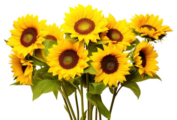 Obraz premium PNG Sunflower plant inflorescence asterales.
