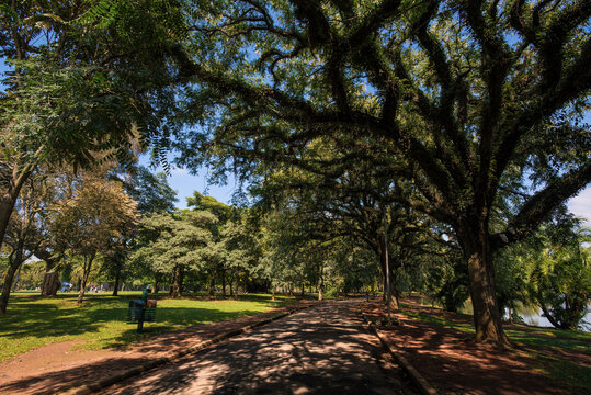 Lush Walkway in Ibirapuera Park on a Summer Day - S&atilde;o Paulo, Brazil