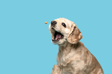Cute puppy trying to catch food on blue background