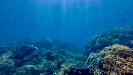 View of underwater coral reef in the rays of the sun. The rays of the sun pass through the thickness of the water and illuminate the coral reef. Underwater landscape with sunbeams.