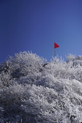 한라산 영실 눈꽃 설산라산 영실 눈꽃 설산