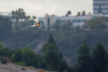 a white-tailed kite bird flies in a valley