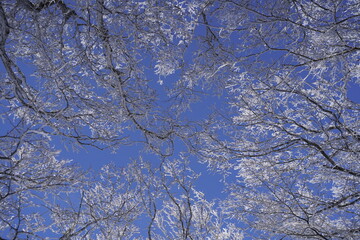 한라산 영실 눈꽃 설산