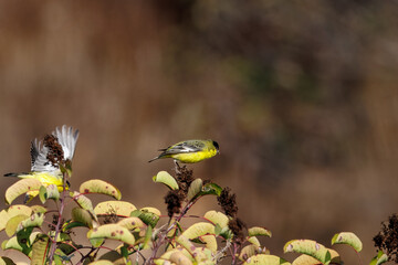 Closeup of a goldfinch flying off a tree