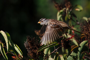 Closeup of a bird taking off from the bush