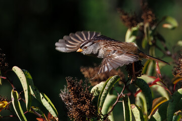 Closeup of a bird taking off from the bush