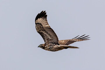 closeup of a hawk flying in grey sky
