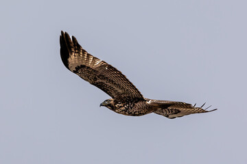 closeup of a hawk flying in grey sky