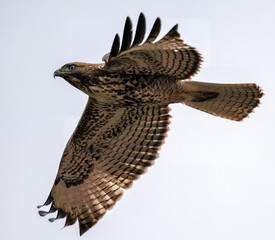 closeup of a hawk flying in grey sky