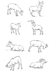 Endless line art illustration of antelope. Continuous black outline drawing on white background.
