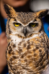 CLOSEUP of owl eyes