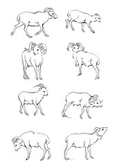 Endless line art illustration of antelope. Continuous black outline drawing on white background.
