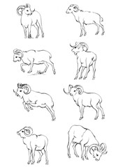 Endless line art illustration of antelope. Continuous black outline drawing on white background.
