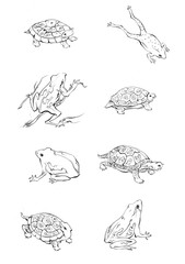 Beautiful hand drawn turtle and frog with white background
