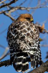 closeup of Eagle stairs at camera