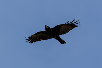 a crow flying in the blue sky