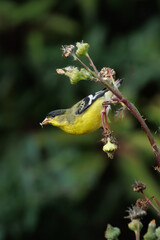 closeup of a goldfinch taking flower seeds with wings open