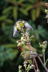 closeup of a goldfinch taking flower seeds with wings open