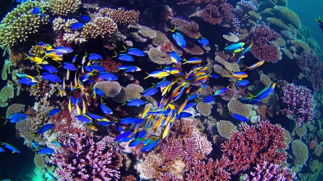 Coral Reef, Angelfish Schools, Red Coral with Purple Highlights, Deep Blue Water, Small Reef Fish, Tropical Waters - Visualizing Marine Biodiversity and Ecosystem Health